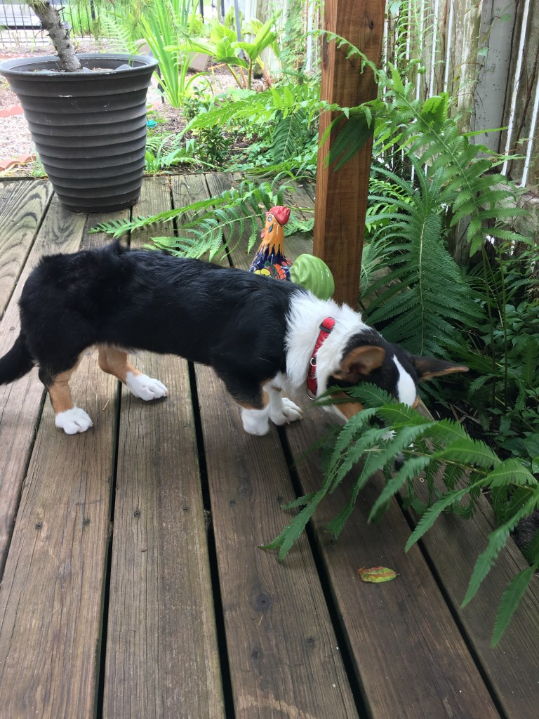 A multicolored, short legged puppy sniffs a fern, its face obscured much like a cherub, on a small wooden deck with a brightly colored pottery rooster precariously behind him. 