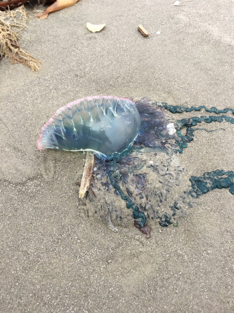 A close up picture of a Portuguese Man-O-War jellyfish presumably dead on the wet sand, dark tentacles trailing to one side, otherwordly shimmering colors on the partially translucent body, like an inflated plastic bag that pops if you step on it.